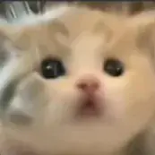 @mimil's avatar