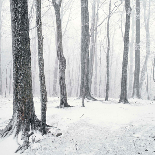 @messitodebil's avatar