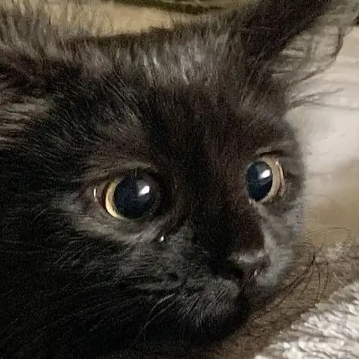 @xyhoxx's avatar